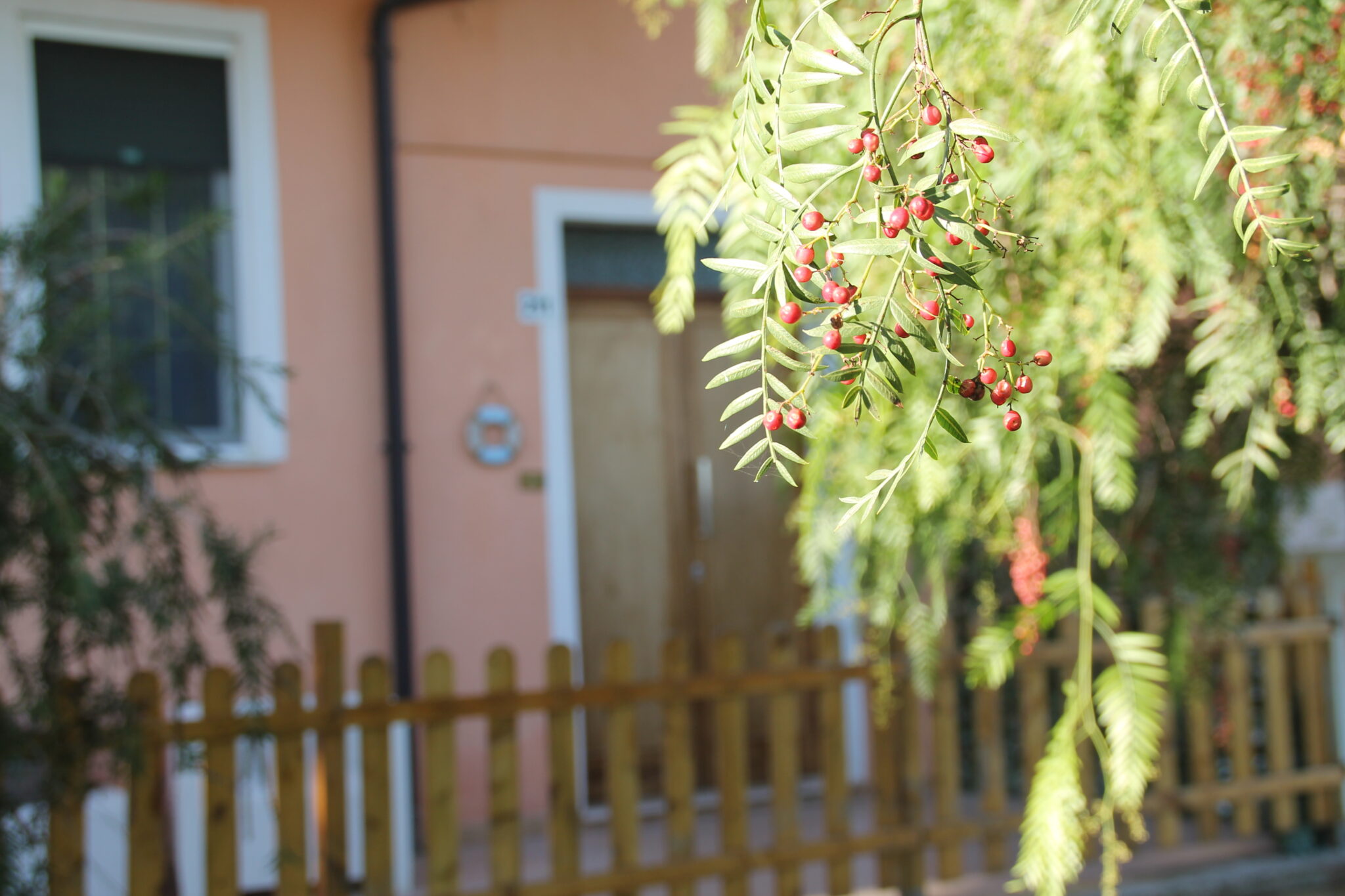 Pepe Rosa B&B - Pepe_Rosa_Entrata_Albero_con_Pepe_Rosa