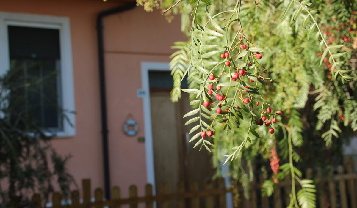 Pepe Rosa B&B - Foto Pepe Rosa B&B - Albero Pepe Rosa - Pepe Rosa