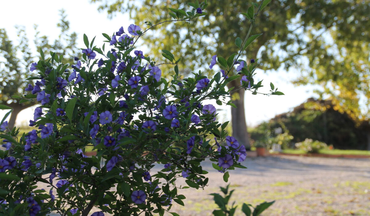 Pepe Rosa B&B - Pepe Rosa B&B Esterno Giardino 4 - Viole Del Pensiero