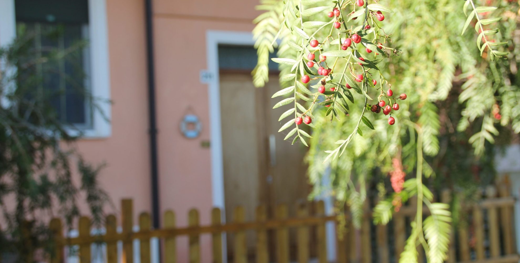 Pepe Rosa B&B - Pepe_Rosa_Entrata_Albero_con_Pepe_Rosa